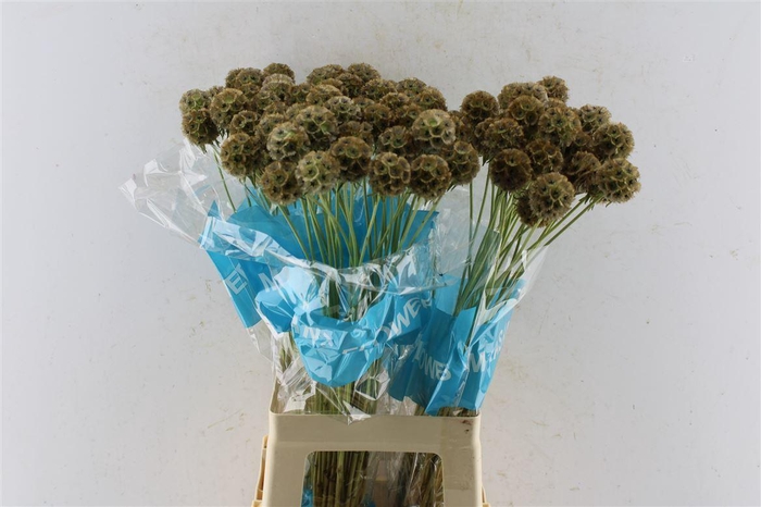 <h4>Scabiosa Stellata Seeds</h4>