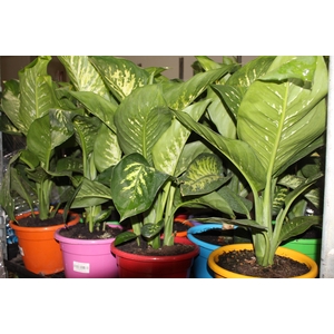 DIEFFENBACHIA TROPIC SNOW P24