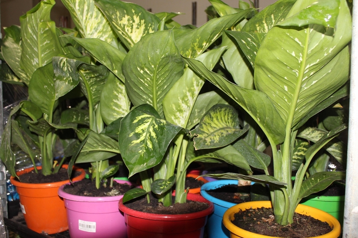 DIEFFENBACHIA TROPIC SNOW P24