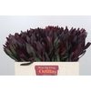 Leucadendron Saf Sunset Dark R.