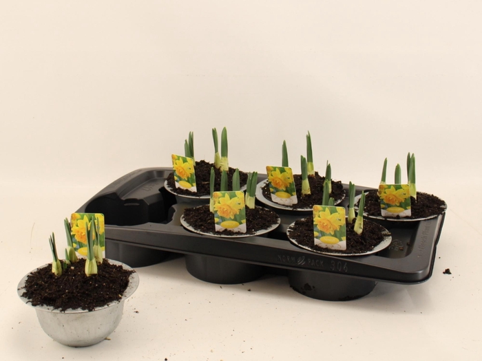 <h4>NARC TA GERANIUM</h4>