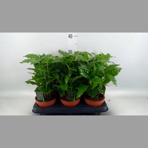 Coffea arabica