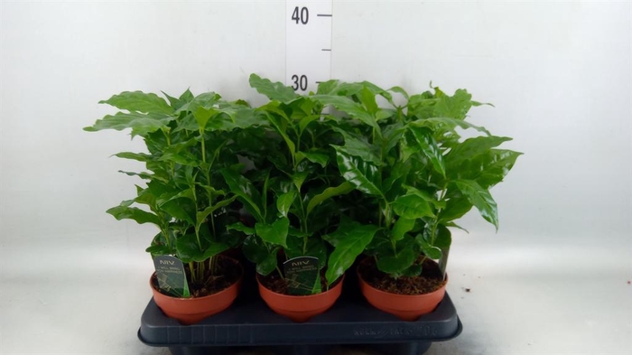 <h4>Coffea arabica</h4>