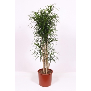 Dracaena refl. 'Anita'