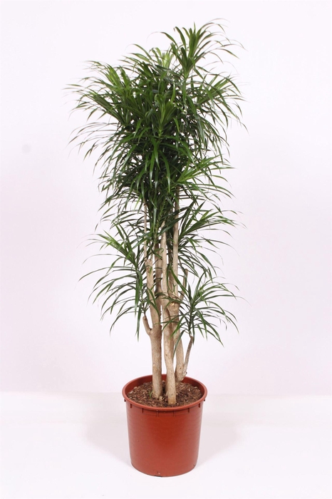 <h4>Dracaena refl. 'Anita'</h4>