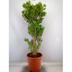 Crassula ovata
