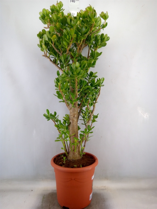 <h4>Crassula ovata</h4>