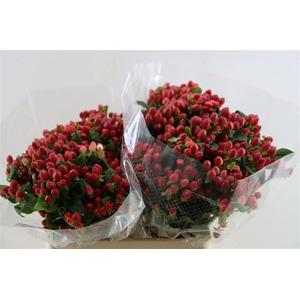 Hypericum Red Spray