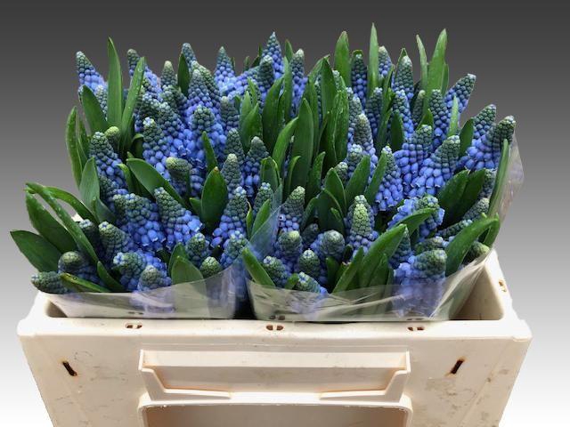 <h4>MUSCARI CAROLA</h4>