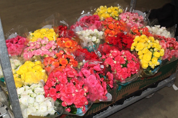 <h4>BEGONIA P15</h4>