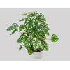 CALADIUM MINI WHITE GREEN P11
