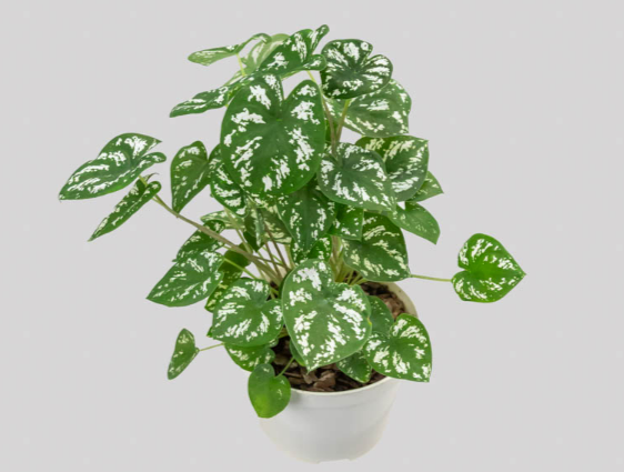 CALADIUM MINI WHITE GREEN P11