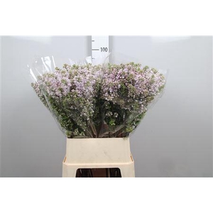 Syr V Lila Wonder 4+