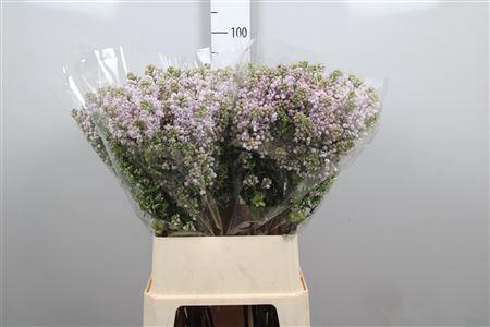 <h4>Syr V Lila Wonder 4+</h4>