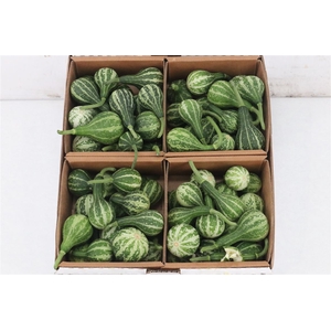 Sier Cucumis Kalabas Mini Green X4