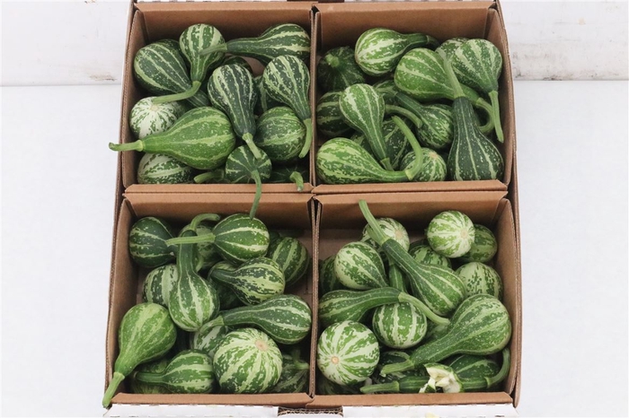 <h4>Sier Cucumis Kalabas Mini Green X4</h4>