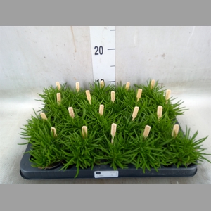 Senecio archeri 'Himalaya'