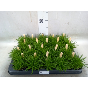 Senecio archeri 'Himalaya'