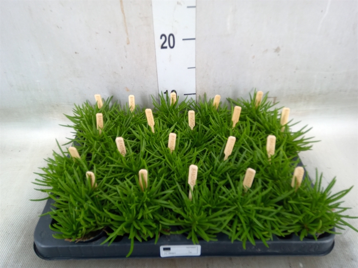 <h4>Senecio archeri 'Himalaya'</h4>