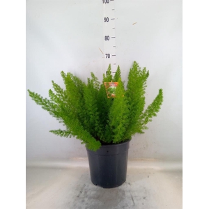 Asparagus dens. 'Meyers'