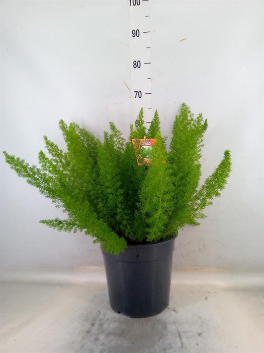 <h4>Asparagus dens. 'Meyers'</h4>