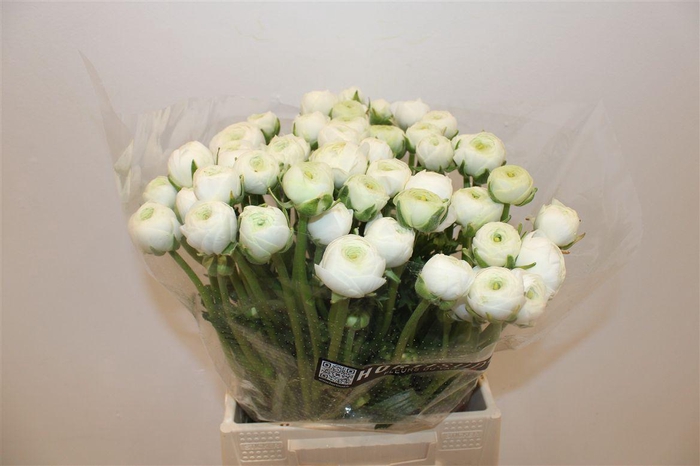 <h4>Ran Cloni Ex White Succes</h4>