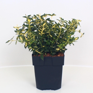 Euonymus Blondy
