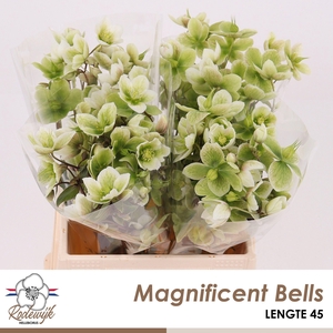 HELL  MAGNIFIC BELLS