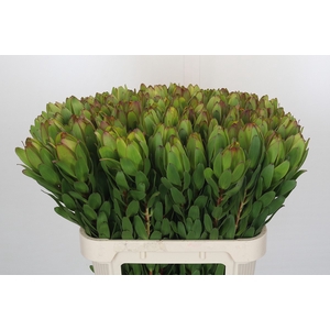 Leucadendron Goldstrike