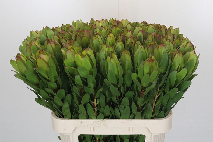 <h4>Leucadendron Goldstrike</h4>