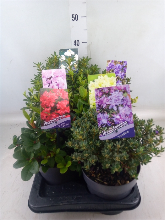 <h4>Rhododendron   ...dwarf shapes</h4>