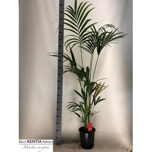 HOWEA FORSTERIANA