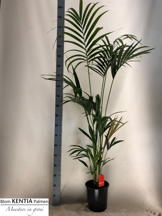 <h4>HOWEA FORSTERIANA</h4>