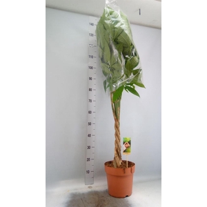 Pachira aquatica