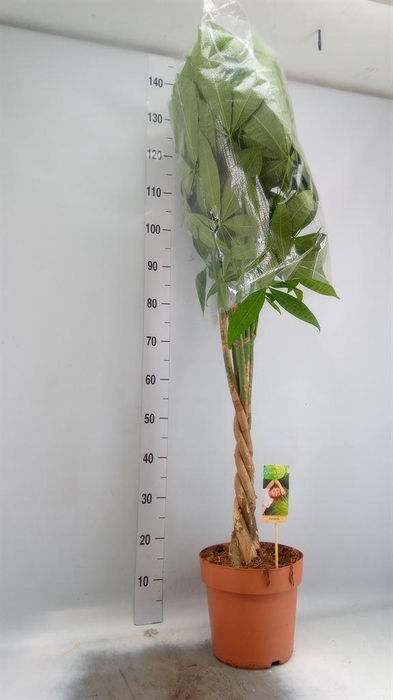<h4>Pachira aquatica</h4>