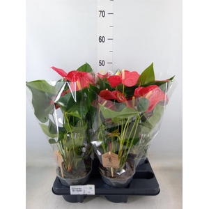 Anthurium andr. 'Casparo'