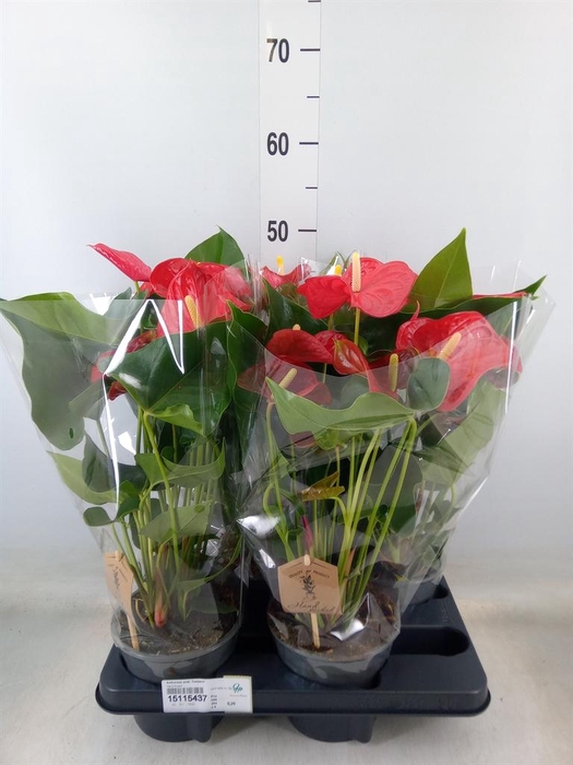 <h4>Anthurium andr. 'Casparo'</h4>