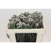 Kaaps Groen Silver Brunia