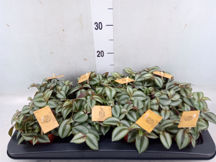 <h4>Tradescantia zebr. 'Purpusii'</h4>