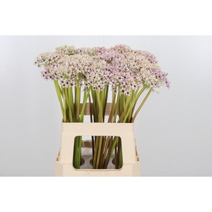Allium Silverspring