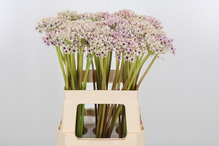 <h4>Allium Silverspring</h4>