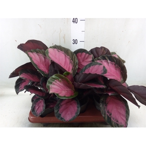 Calathea roseopicta 'Crimson'