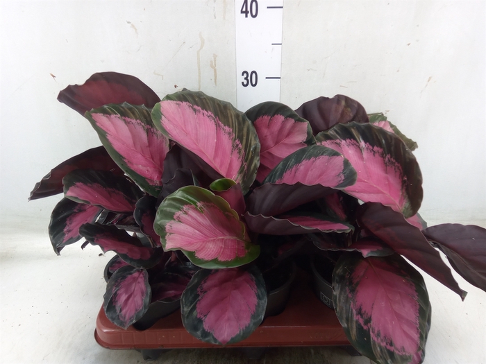 <h4>Calathea roseopicta 'Crimson'</h4>