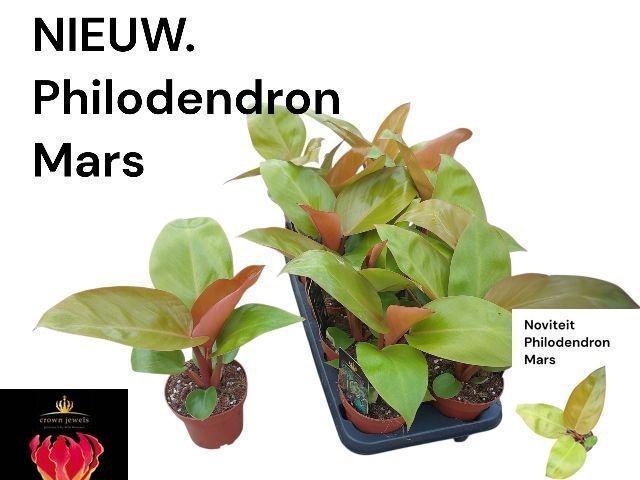 <h4>PHIL OVERIG</h4>