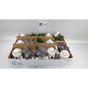 Arr.   Kamerplant Groen L%