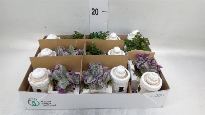 <h4>Arr.   Kamerplant Groen L%</h4>