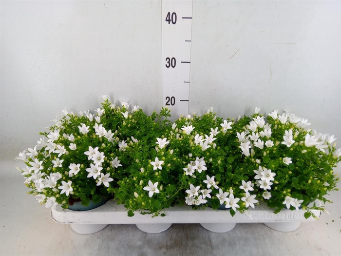 <h4>Campanula porten.</h4>