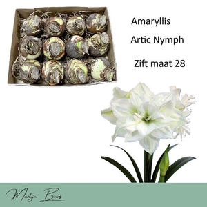 HIPP BULB ARTIC NYMPH 28