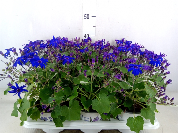 <h4>Pericallis CR 'Senetti Magenta Bic'</h4>