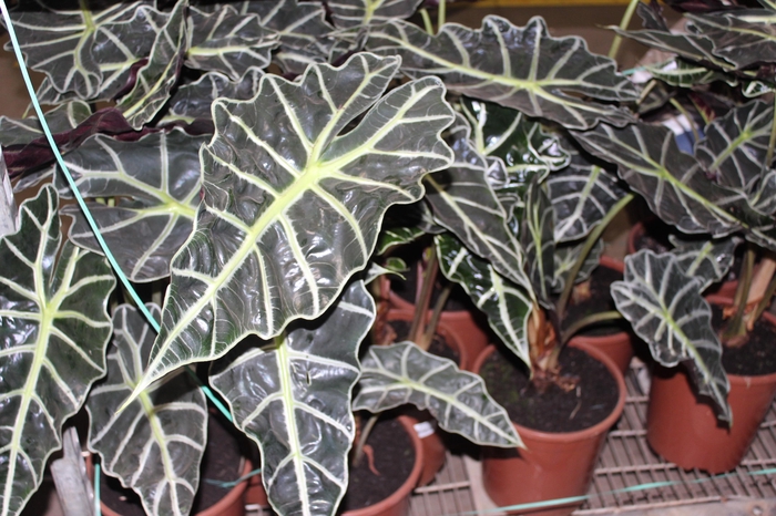 <h4>ALOCASIA POLLY P23</h4>